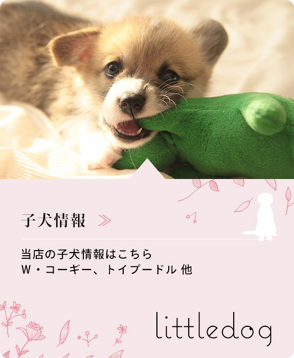 子犬情報